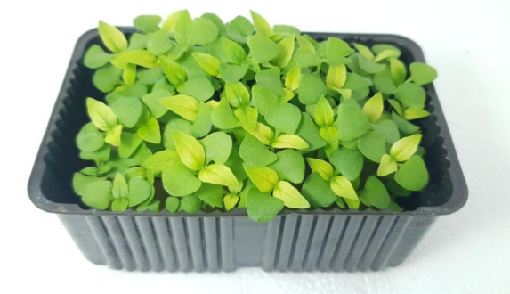 Микрозелень базилика лимонного XXL